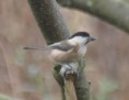 /album/my-local-birding-gallery/willow-tit-has-been-a-regular-visitor-to-the-feeders-on-kerries-reserve-recently-jpg/